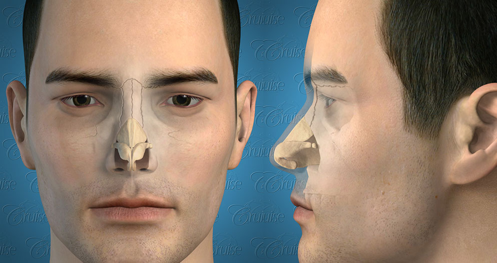 Male Nose Anatomy